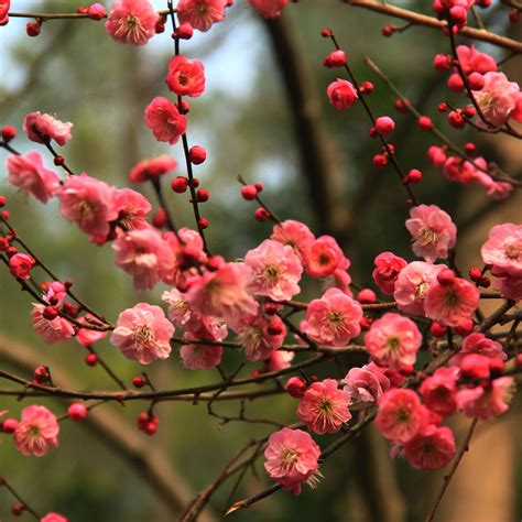 紅梅|紅梅(梅花的一種):紅梅介紹,形態特徵,葉,花,果,生長環。